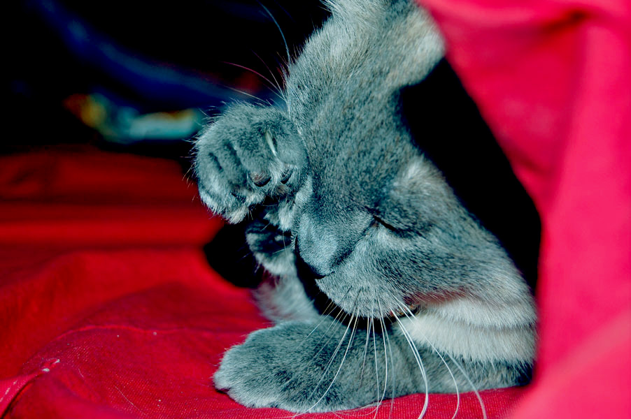 troisième paupière chat fatigue