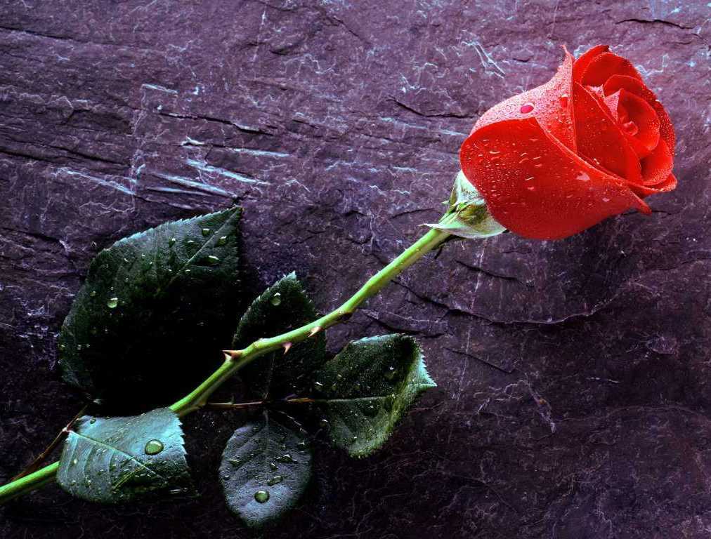fond d'écran fleur rose rouge